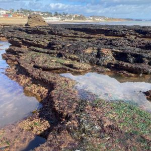 Ground Up Cookery School Seashore Foraging & Cookery