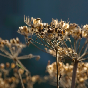Ground Up Cookery School Spotlight On...Wild Seeds